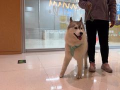 -帕帕拉兹宠物(亚洲旗舰店)