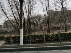 -桃花堤公园