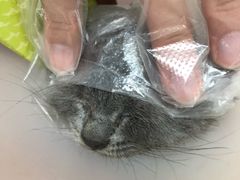 -瑞鹏宠物医院·微创内窥镜·骨外科·牙科(翠竹分院)