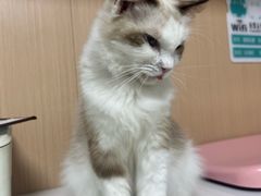 -谐和贝康宠物医院24小时·宠保定点(急重症转诊中心)