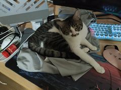 -伟伟宠物医院·瑞派猫友好医院·猫科(光谷店)
