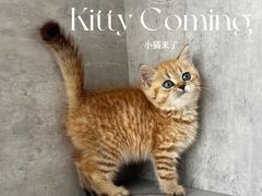 -小猫来了·猫舍(红山六九七九店)