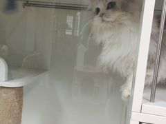 -十月米努特矮脚猫舍