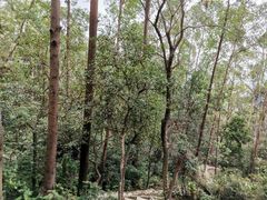 -火炉山森林公园