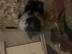 -立德异宠动物医院.兔鸟爬.内窥镜(天河店)