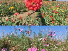 -西京湾花海