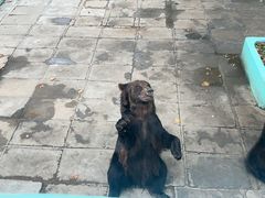 -西霞口神雕山野生动物世界