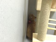 -谐和益家动物医院·免疫绝育·血液透析·宠保定点医院(高新伊藤分院)