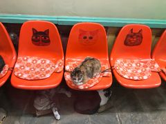 -猫咪博物馆(顶澳仔猫街店)