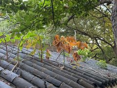 -北极阁公园