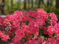 -上海滨江森林公园