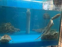 -东海章鱼馆(恒瑞街店)