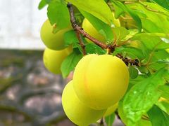 -江西阳明山国家森林公园