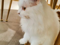 -飞行喵MR PILOT|猫舍·猫咖(静安大融城店)