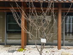 -映月湖中央公园