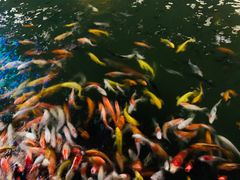 -大门水乡·顺德菜