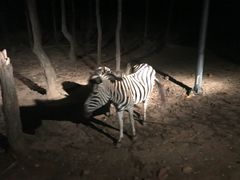 -清迈夜间动物园