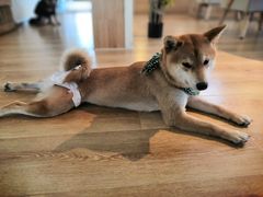 -柴犬小屋·柴餐厅·狗咖食堂(金鼎广场店)