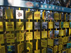 -广东惠东海龟国家级自然保护区