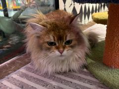 -大型宠物商超·宠海王国·宠物猫狗活体·用品·美容(新世界百货重庆店)