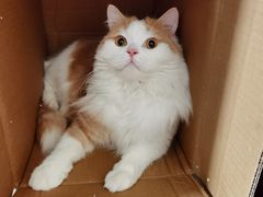 -贝康宠物医院·犬猫全科·小动物特色诊疗中心(东环路店)