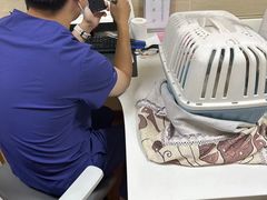 -北京观赏动物医院·24小时大型综合·猫专科·异宠专科