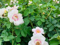 -人民公园(罗湖区)