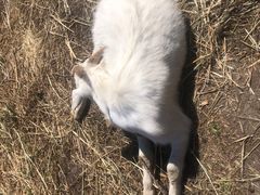 -新疆那拉提国家旅游度假区