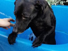 -汪说喵讲宠物乐园宠物酒店(红星美凯龙店)