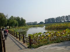 -白洋淀景区
