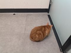 -凯特喵百思猫专科医院