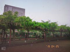 -嘉定紫藤园