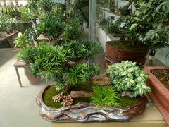 -龙大花卉苗木市场