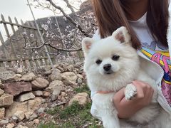 -宠福鑫康馨动物医院·骨科·眼科