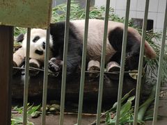-贵州森林野生动物园