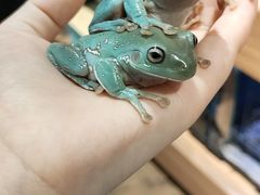 -酷以爬仙阁实体爬宠店·守宫·蜥蜴·专业繁育