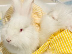 -怪兽屋·羊驼·猫咖·狗咖(俊华广场店)