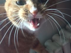 -纳吉亚猫专科动物医院博雅分院