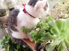 -海边的猫和咖啡馆