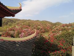 -贵州百里杜鹃风景名胜区