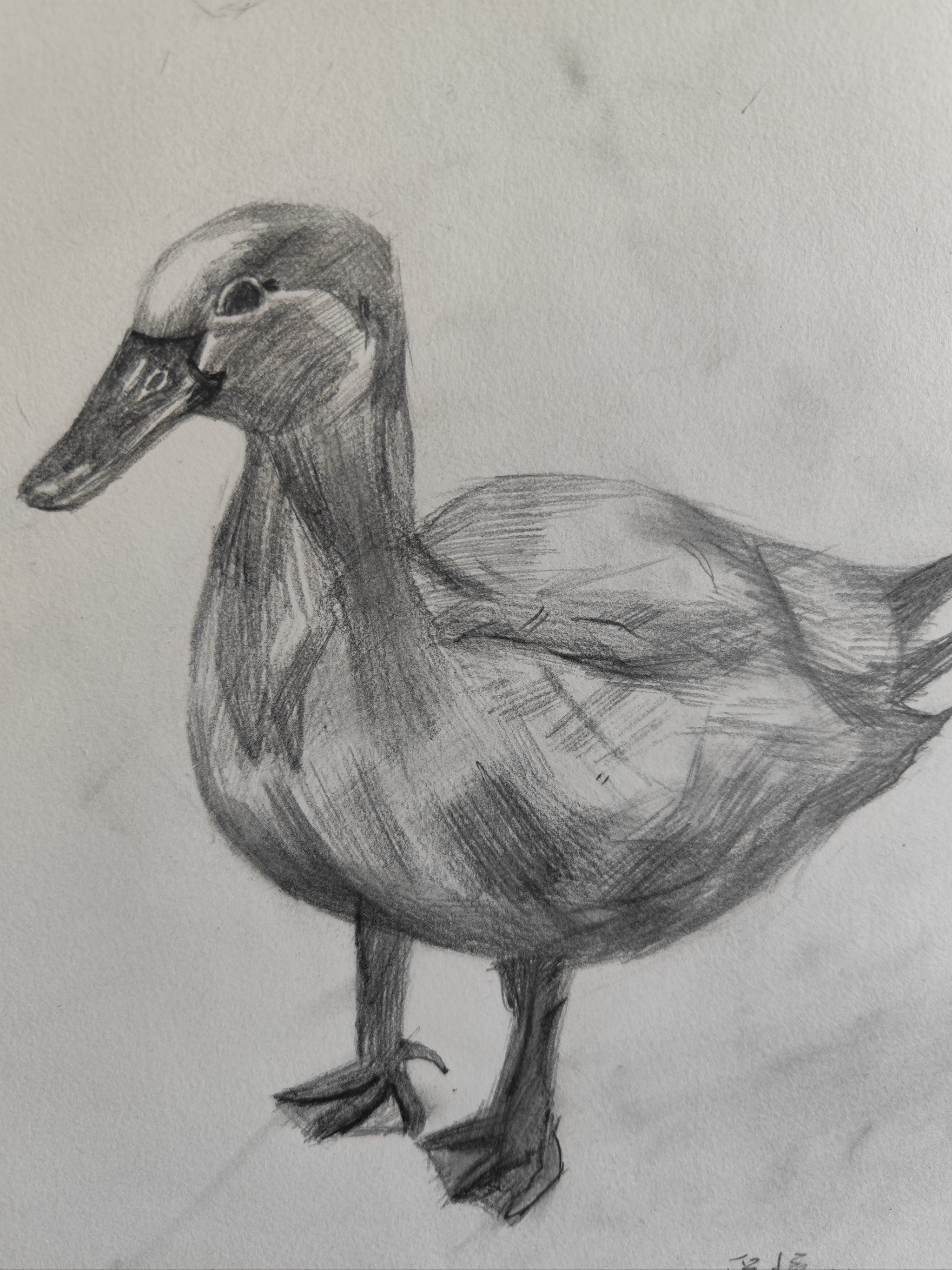 鸭子素描