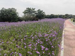 -西京湾花海