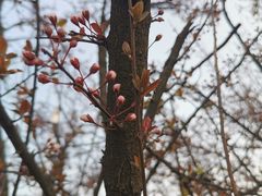 -西京湾花海