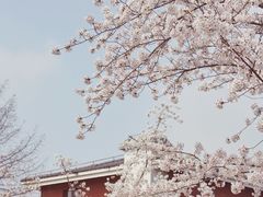 -顾村公园