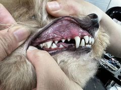 -宠福鑫康馨动物医院·骨科·眼科