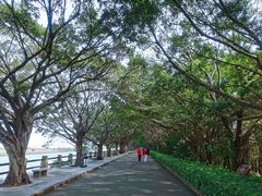 -大湾区中央湿地公园