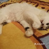 从救助到成为猫奴，从无奈到不舍只是不经意间