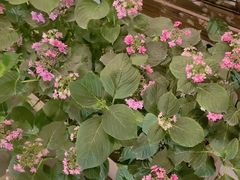 -大妙火锅·非物质文化遗产(东湖公园店)