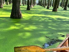 -渌洋湖湿地公园