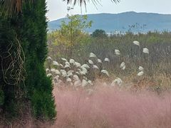 -羊亭河湿地公园